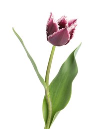 Photo of One beautiful color tulip isolated on white