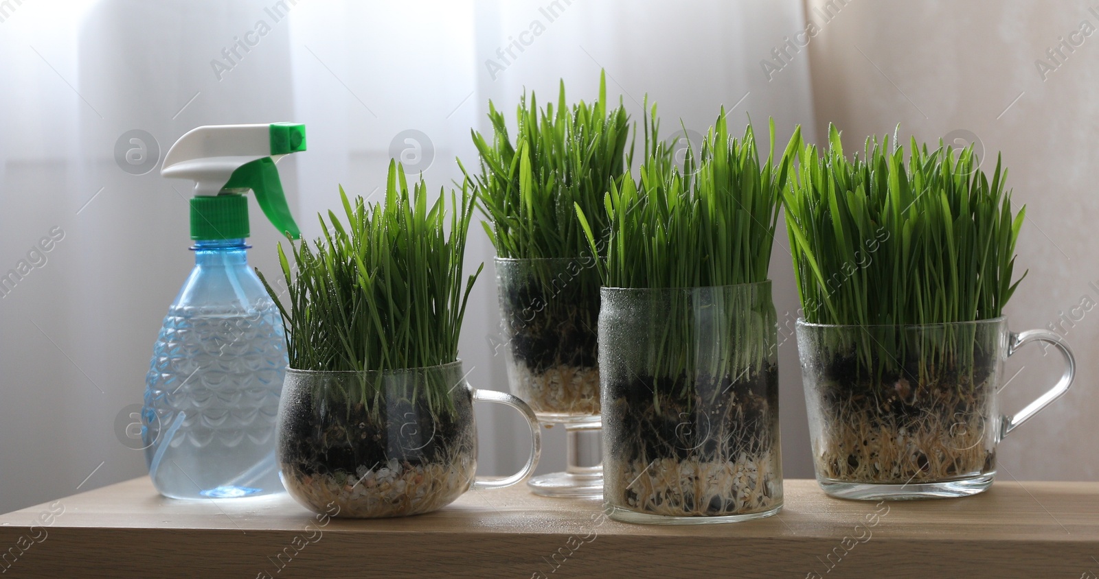 Wheat grass in transparent pots and spray bottle on wooden table indoors Photo of Wheat grass in transparent pots and spray bottle on wooden table indoors