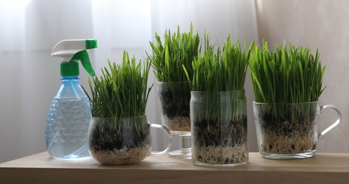 Photo of Wheat grass in transparent pots and spray bottle on wooden table indoors