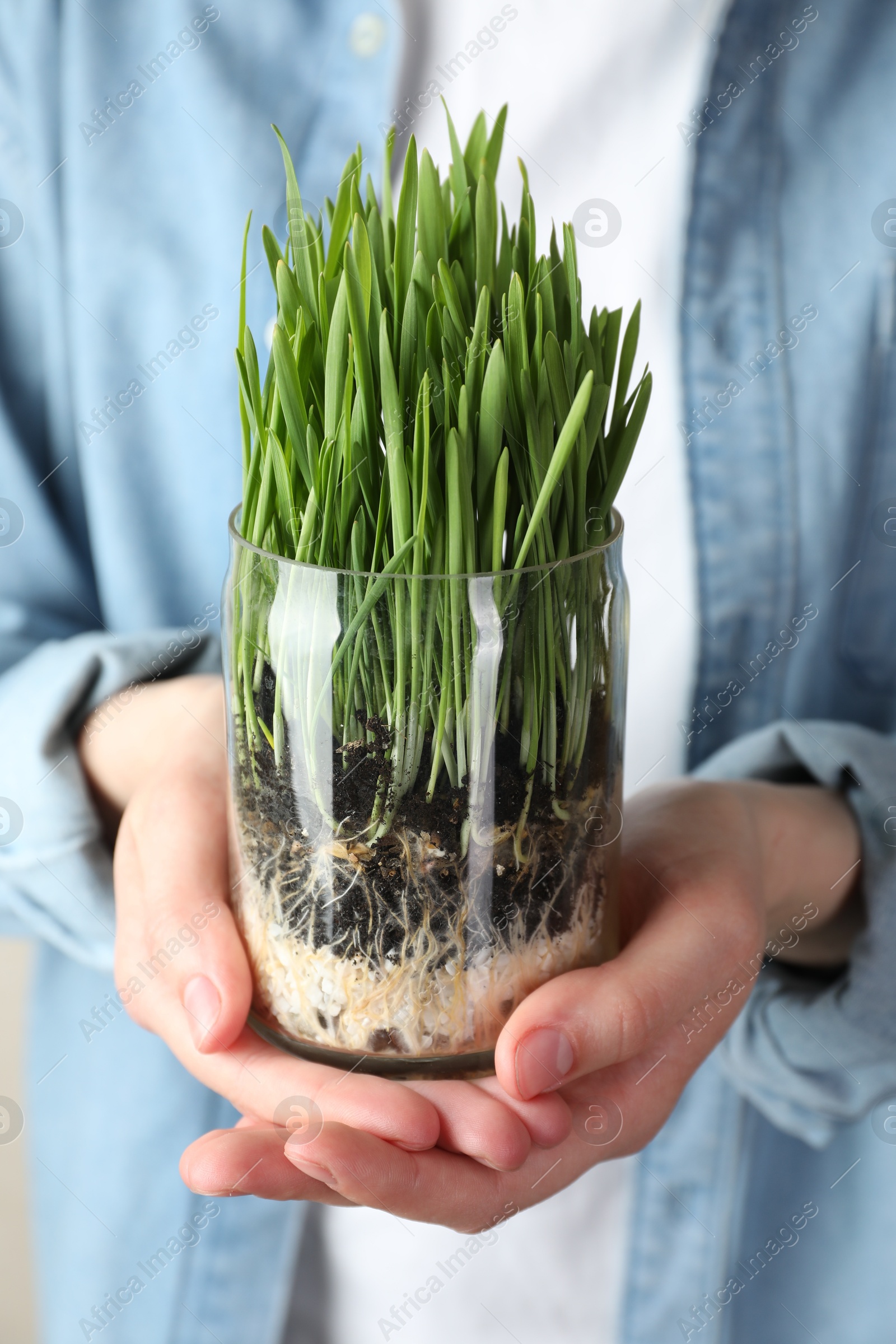 Woman with wheat grass in transparent pot on light background, closeup Photo of Woman with wheat grass in transparent pot on light background, closeup