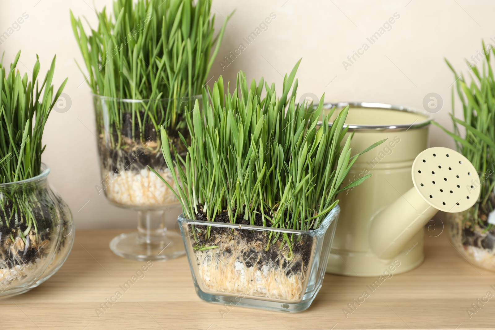 Wheat grass in transparent pots and watering can on wooden table near light wall, closeup Photo of Wheat grass in transparent pots and watering can on wooden table near light wall, closeup