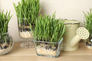 Photo of Wheat grass in transparent pots and watering can on wooden table near light wall, closeup