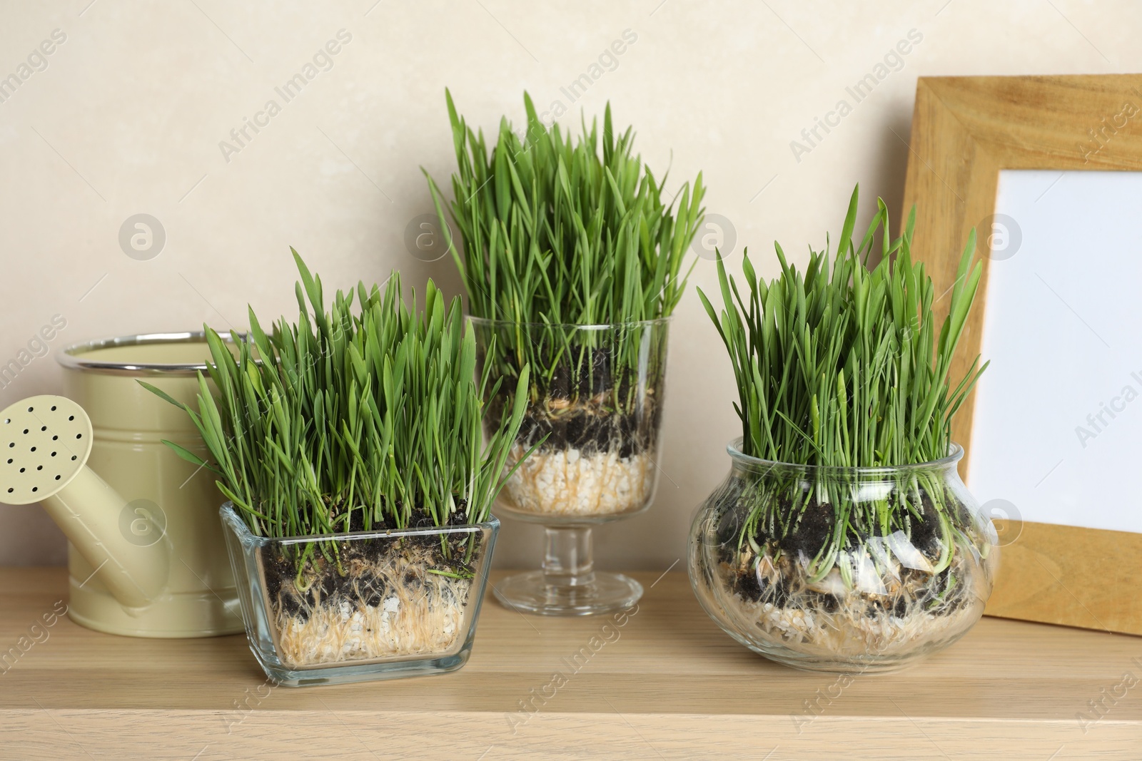 Wheat grass in transparent pots, frame and watering can on wooden table near light wall Photo of Wheat grass in transparent pots, frame and watering can on wooden table near light wall