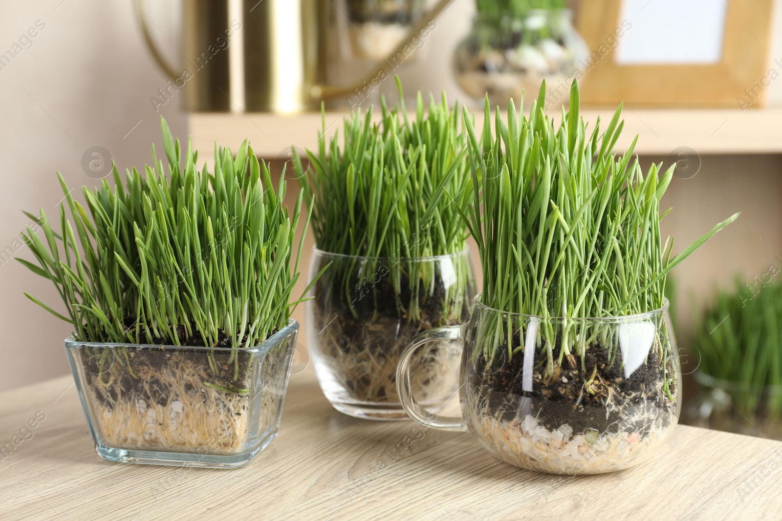 Wheat grass in transparent pots on wooden table indoors, closeup Photo of Wheat grass in transparent pots on wooden table indoors, closeup