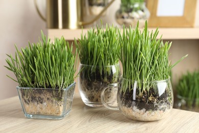Photo of Wheat grass in transparent pots on wooden table indoors, closeup