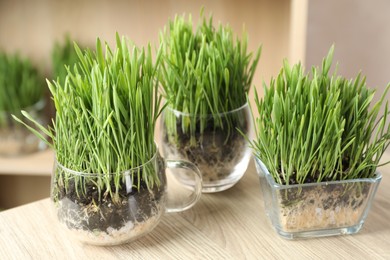 Photo of Wheat grass in transparent pots on wooden table indoors, closeup