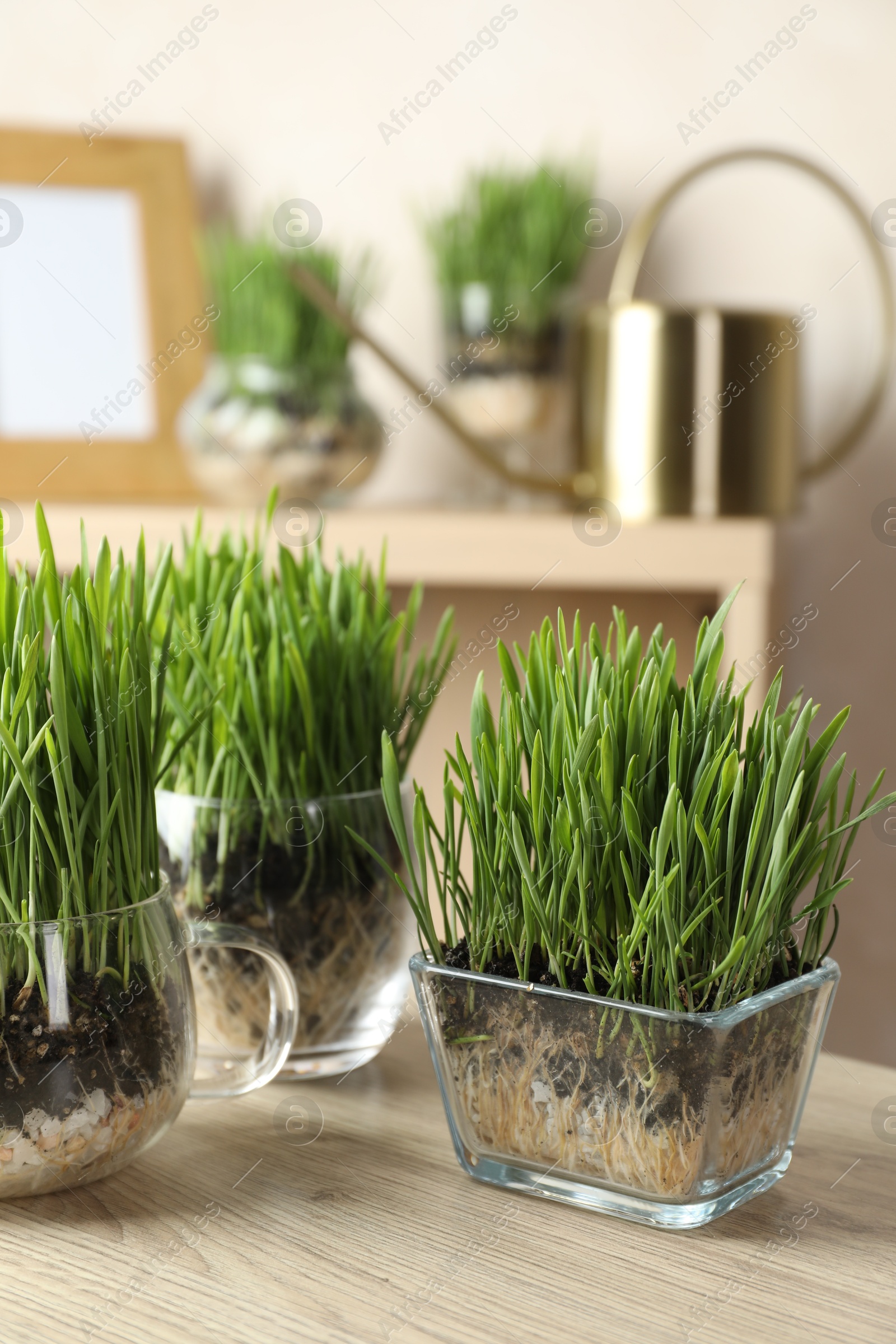 Wheat grass in transparent pots on wooden table indoors Photo of Wheat grass in transparent pots on wooden table indoors
