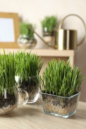 Photo of Wheat grass in transparent pots on wooden table indoors