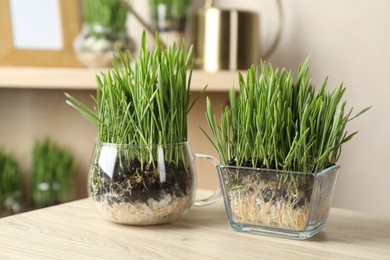 Photo of Wheat grass in transparent pots on wooden table indoors, closeup