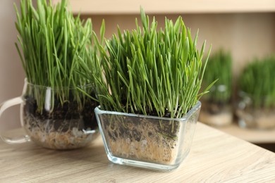 Photo of Wheat grass in transparent pots on wooden table indoors, closeup