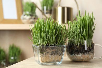 Photo of Wheat grass in transparent pots on wooden table indoors, closeup
