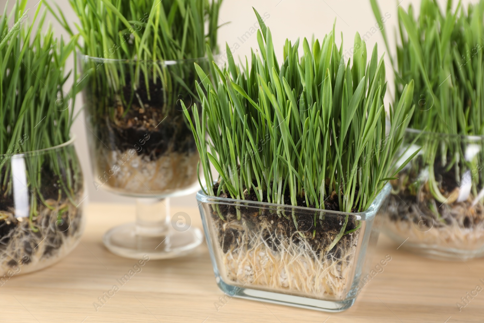Wheat grass in transparent pots on wooden table indoors, closeup Photo of Wheat grass in transparent pots on wooden table indoors, closeup