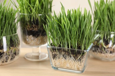 Photo of Wheat grass in transparent pots on wooden table indoors, closeup