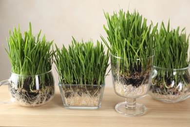 Photo of Wheat grass in transparent pots on wooden table near light wall, closeup