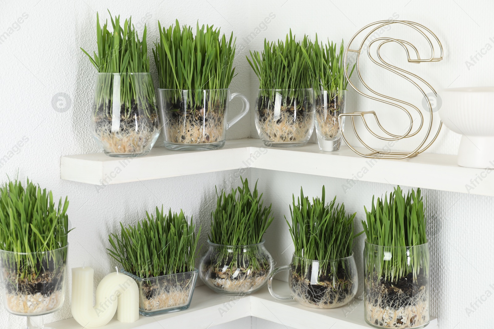 Wheat grass in transparent pots and decor on shelves near light wall Photo of Wheat grass in transparent pots and decor on shelves near light wall