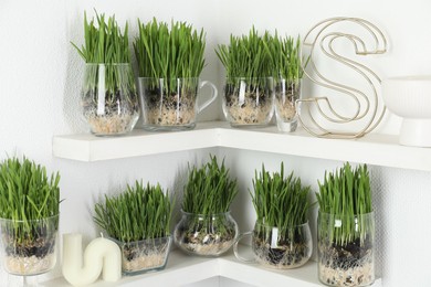 Photo of Wheat grass in transparent pots and decor on shelves near light wall