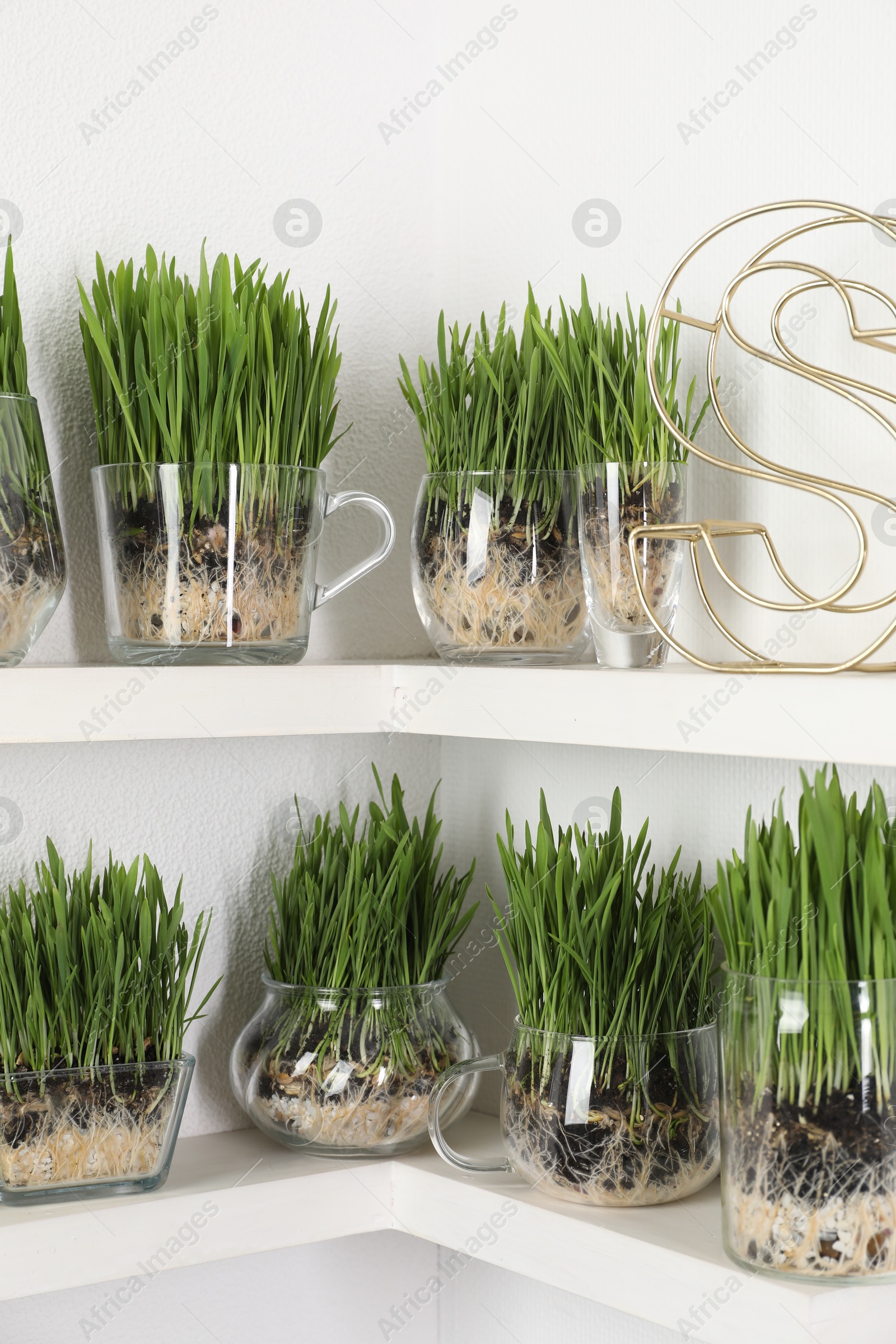 Wheat grass in transparent pots and decor on shelves near light wall Photo of Wheat grass in transparent pots and decor on shelves near light wall