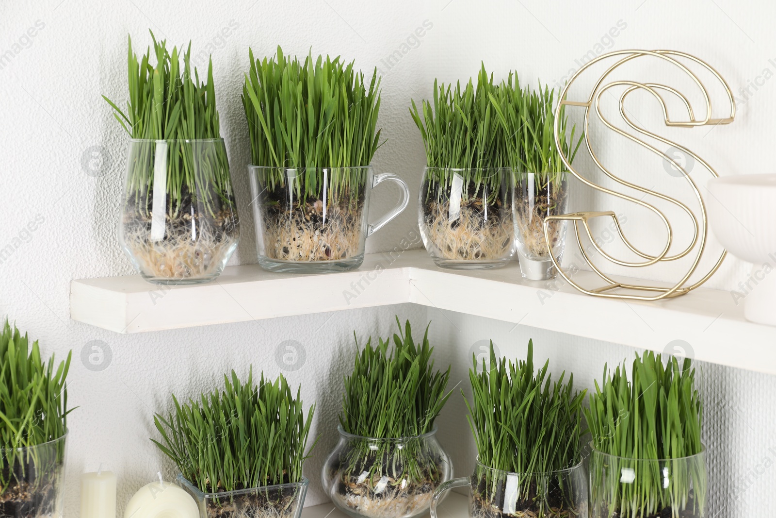 Wheat grass in transparent pots and decor on shelves near light wall Photo of Wheat grass in transparent pots and decor on shelves near light wall