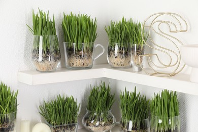 Photo of Wheat grass in transparent pots and decor on shelves near light wall