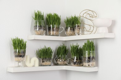 Photo of Wheat grass in transparent pots and decor on shelves near light wall