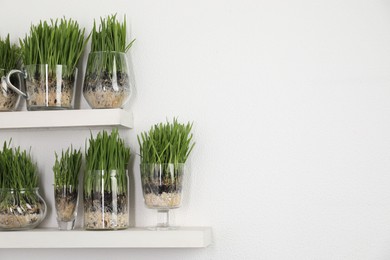 Photo of Wheat grass in transparent pots on shelves near light wall. Space for text
