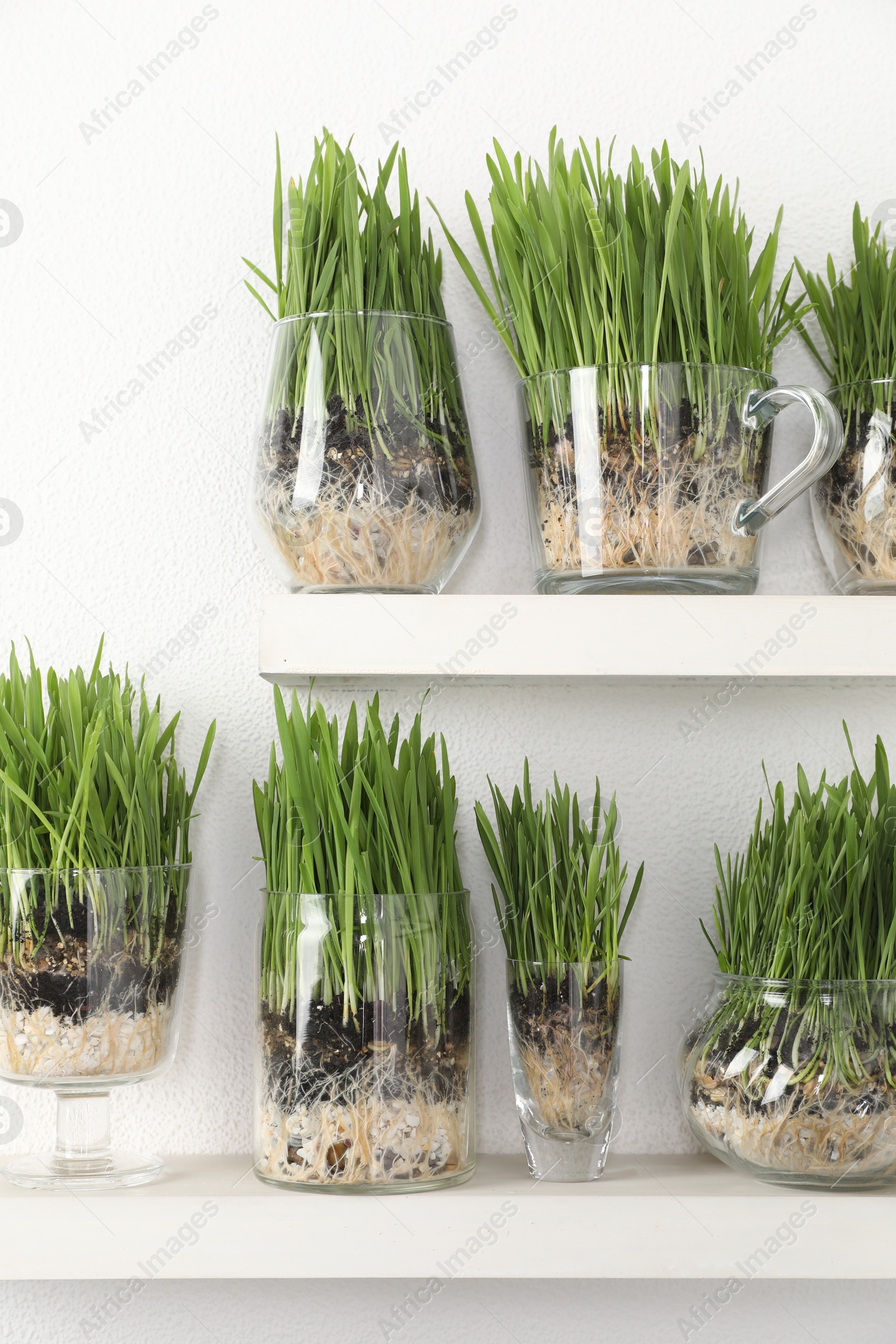 Wheat grass in transparent pots on shelves near light wall Photo of Wheat grass in transparent pots on shelves near light wall