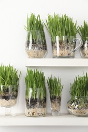 Photo of Wheat grass in transparent pots on shelves near light wall