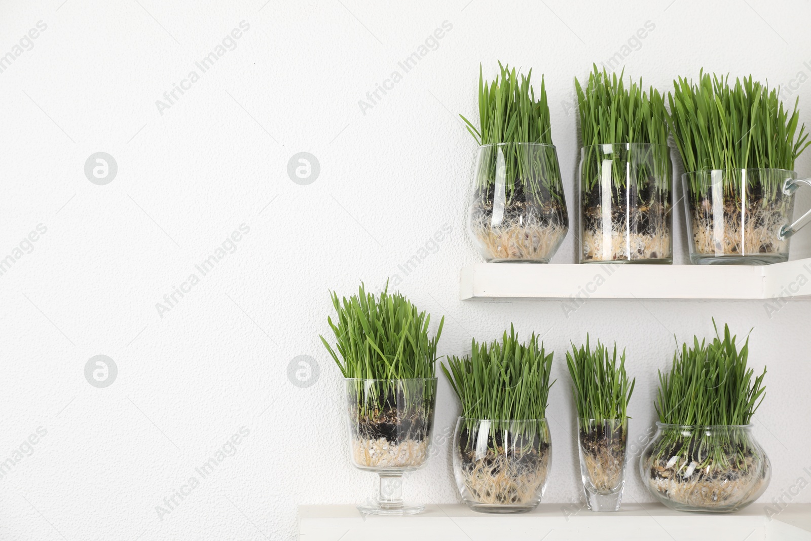 Wheat grass in transparent pots on shelves near light wall. Space for text Photo of Wheat grass in transparent pots on shelves near light wall. Space for text