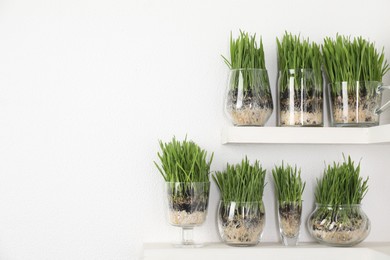 Photo of Wheat grass in transparent pots on shelves near light wall. Space for text