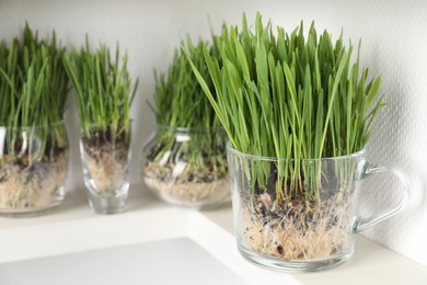 Photo of Wheat grass in transparent pots on shelf near light wall, closeup