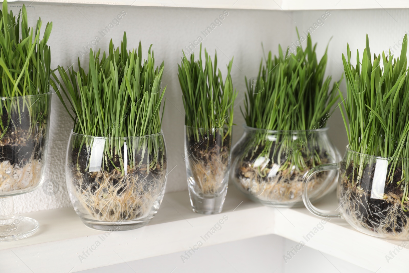 Wheat grass in transparent pots on shelf near light wall, closeup Photo of Wheat grass in transparent pots on shelf near light wall, closeup