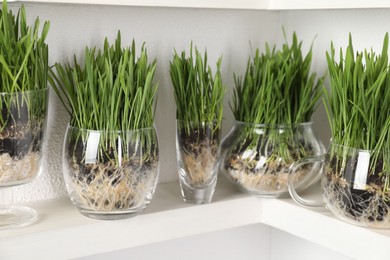 Photo of Wheat grass in transparent pots on shelf near light wall, closeup