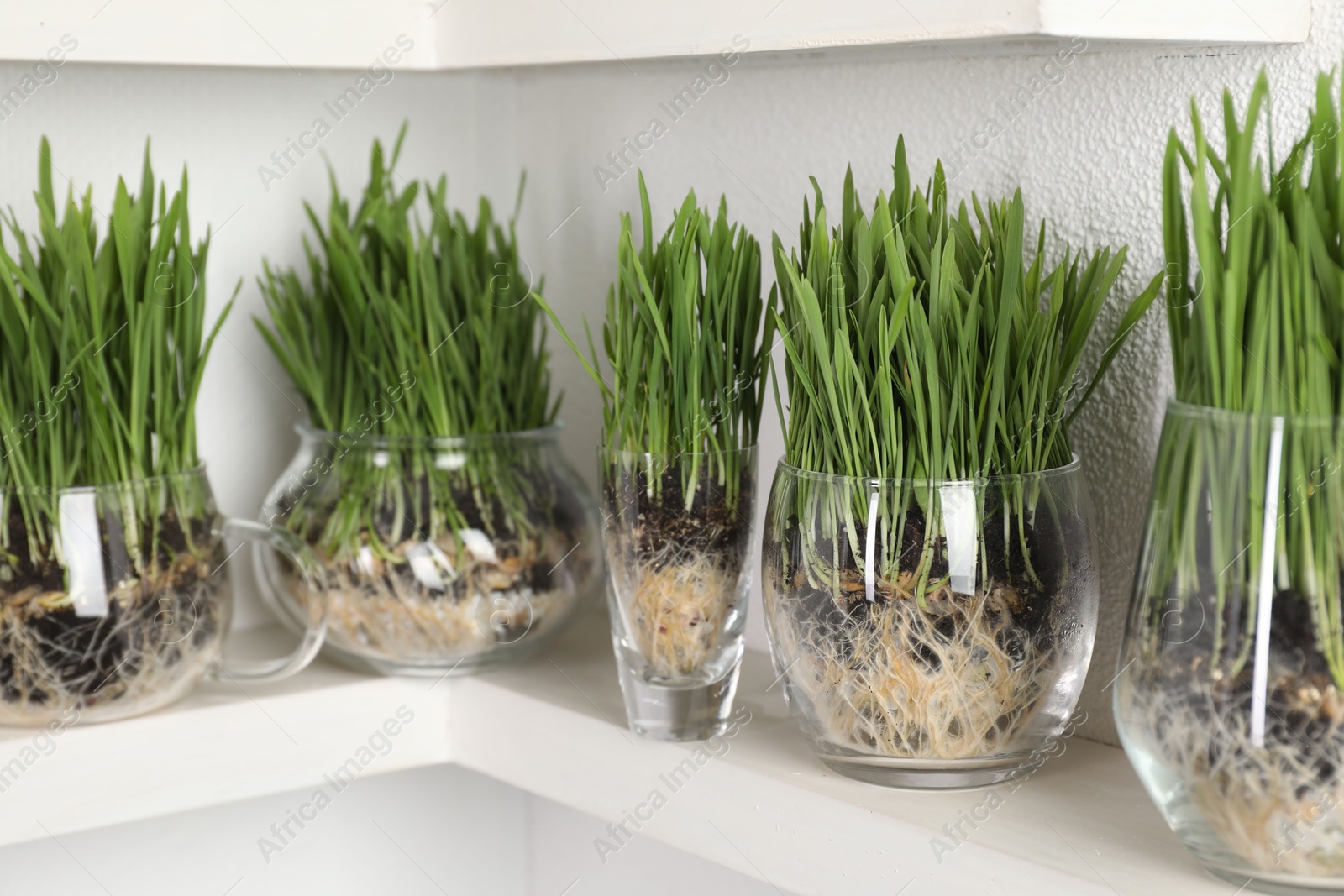 Wheat grass in transparent pots on shelf near light wall, closeup Photo of Wheat grass in transparent pots on shelf near light wall, closeup