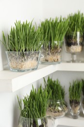 Photo of Wheat grass in transparent pots on shelves near light wall, closeup