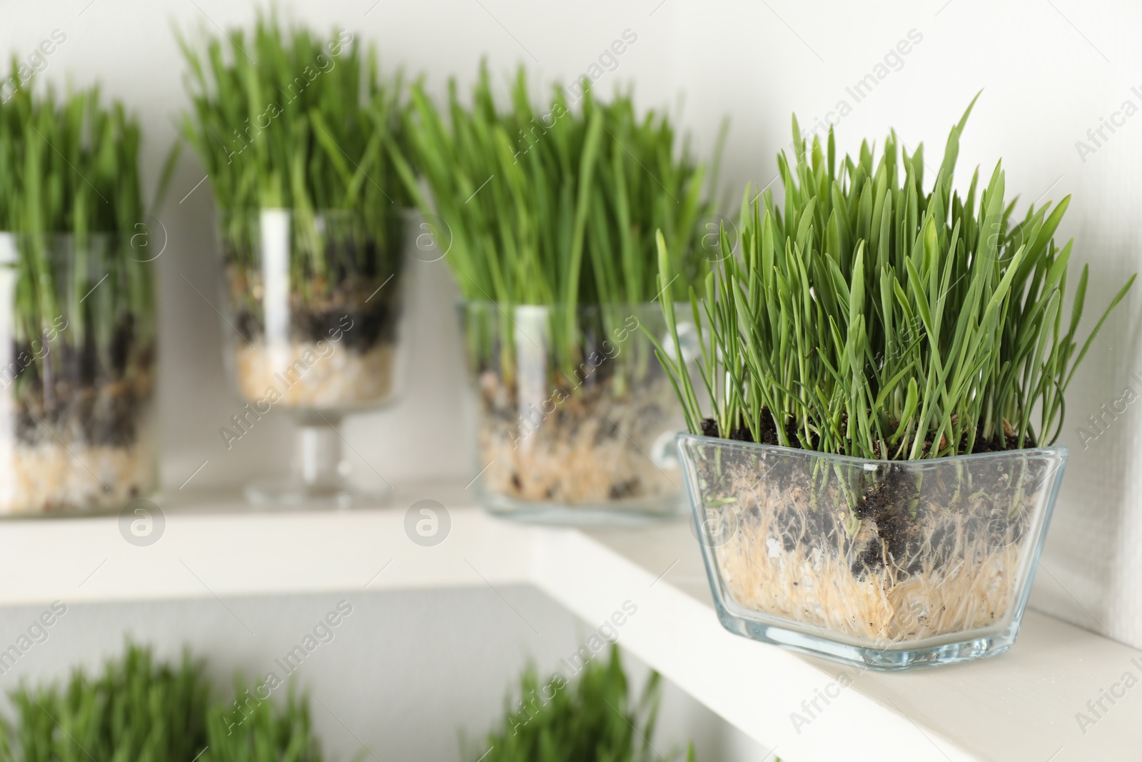 Wheat grass in transparent pots on shelf near light wall, closeup Photo of Wheat grass in transparent pots on shelf near light wall, closeup