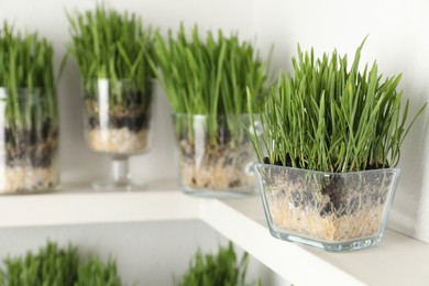 Photo of Wheat grass in transparent pots on shelf near light wall, closeup