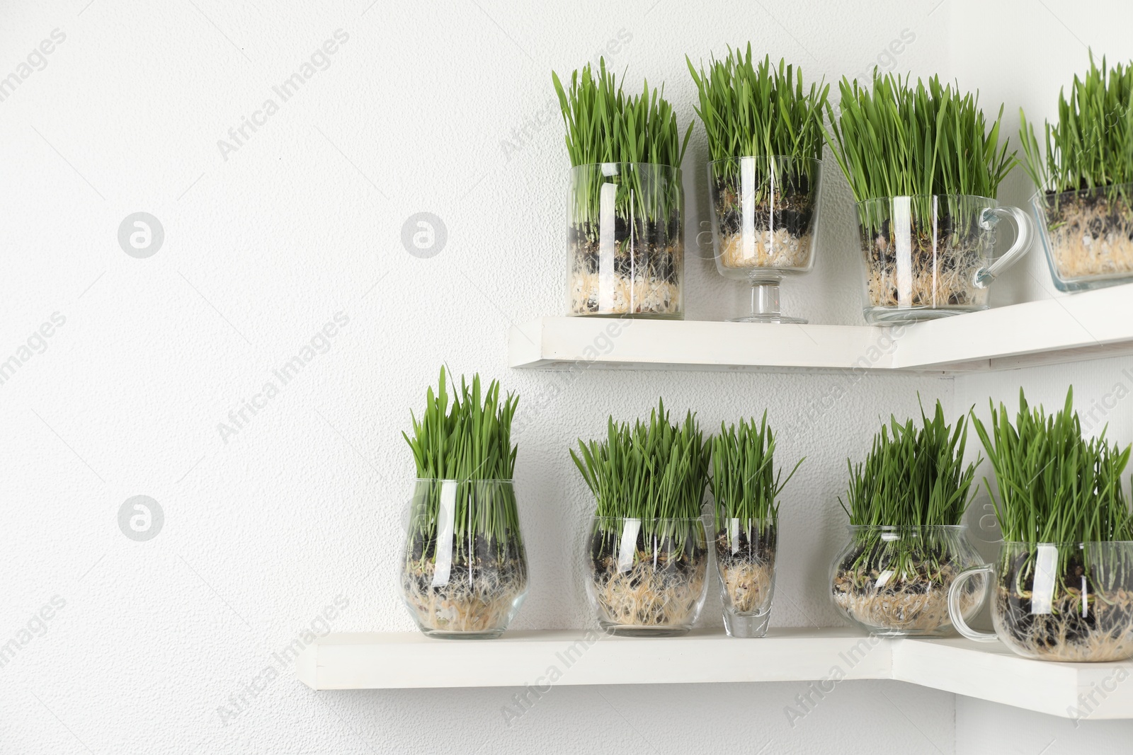 Wheat grass in transparent pots on shelves near light wall. Space for text Photo of Wheat grass in transparent pots on shelves near light wall. Space for text