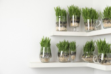 Photo of Wheat grass in transparent pots on shelves near light wall. Space for text