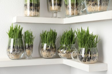 Photo of Wheat grass in transparent pots on shelves near light wall