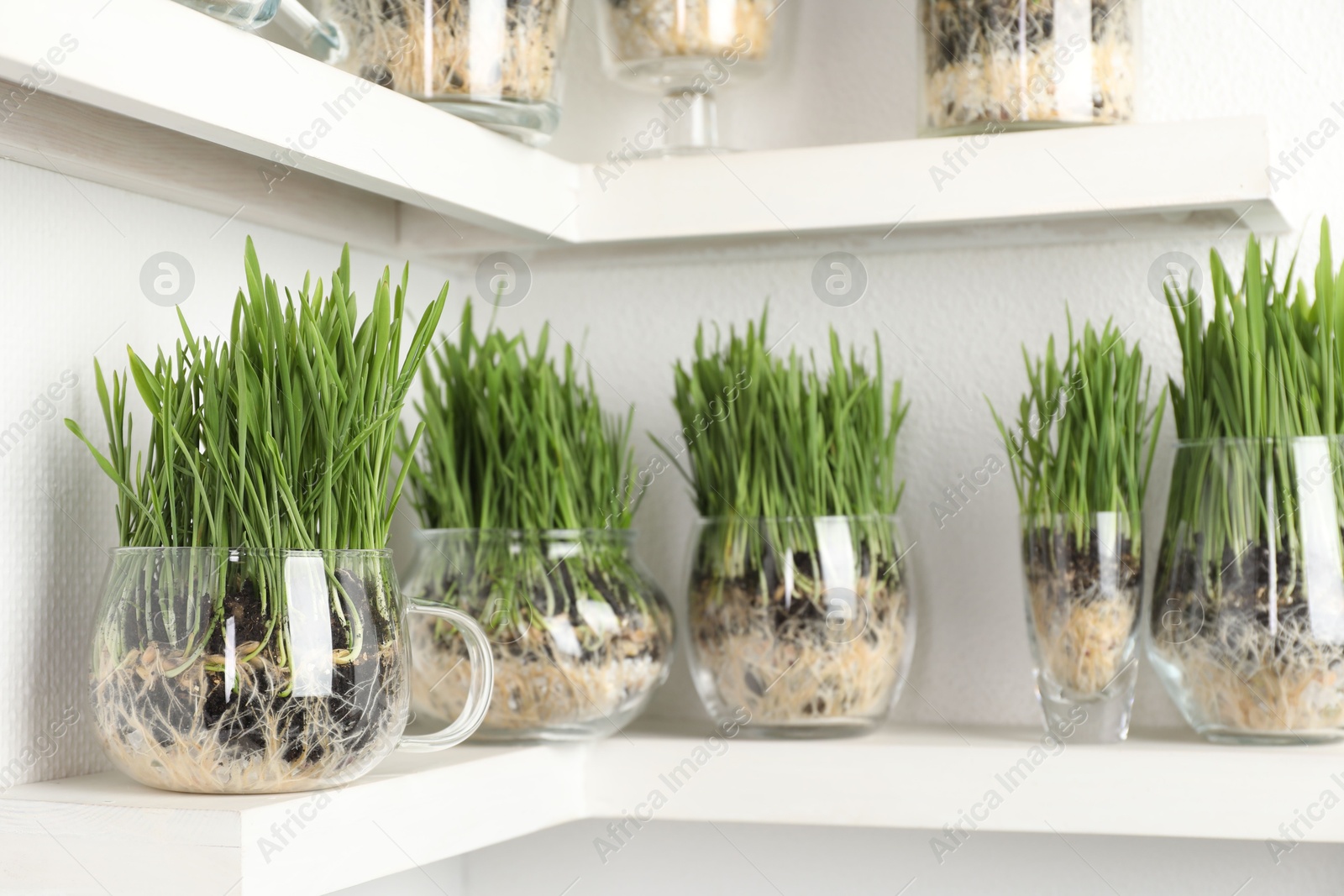 Wheat grass in transparent pots on shelves near light wall Photo of Wheat grass in transparent pots on shelves near light wall