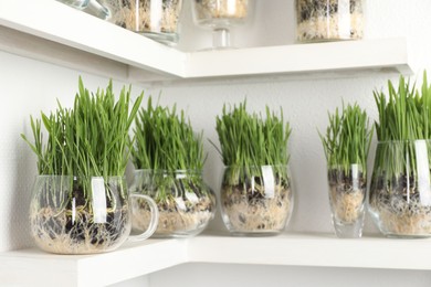 Photo of Wheat grass in transparent pots on shelves near light wall