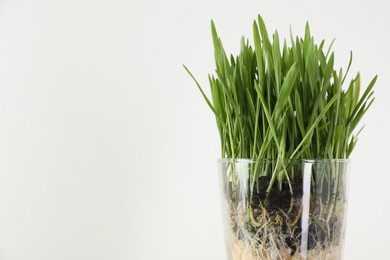 Photo of Wheat grass in transparent pot on light background, closeup. Space for text