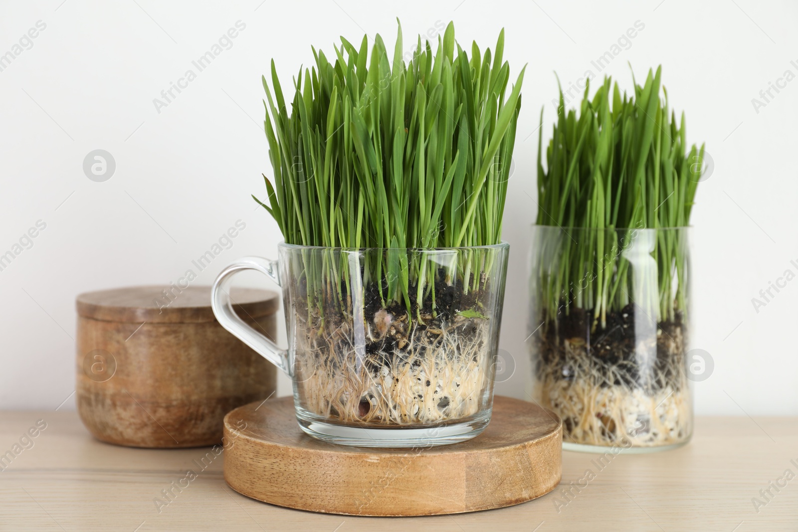 Wheat grass in transparent pots and decor on table near light wall Photo of Wheat grass in transparent pots and decor on table near light wall