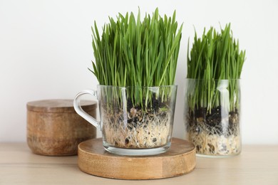 Photo of Wheat grass in transparent pots and decor on table near light wall