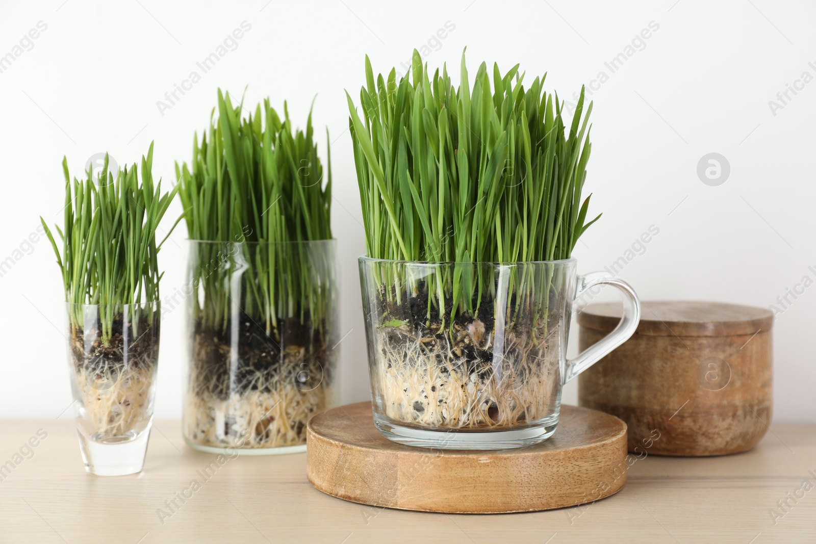 Wheat grass in transparent pots and decor on table near light wall Photo of Wheat grass in transparent pots and decor on table near light wall