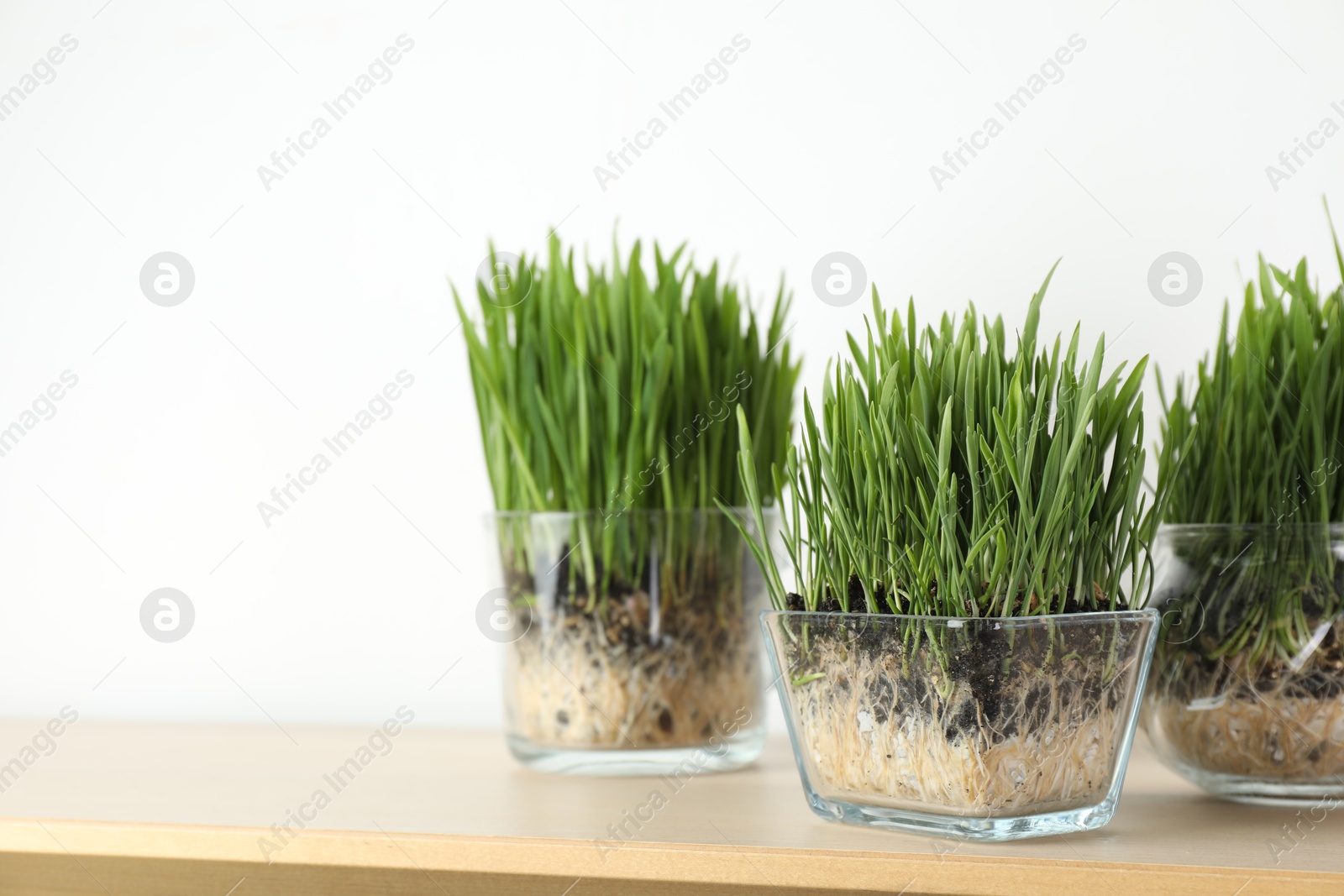 Wheat grass in transparent pots on wooden table near light wall, closeup. Space for text Photo of Wheat grass in transparent pots on wooden table near light wall, closeup. Space for text