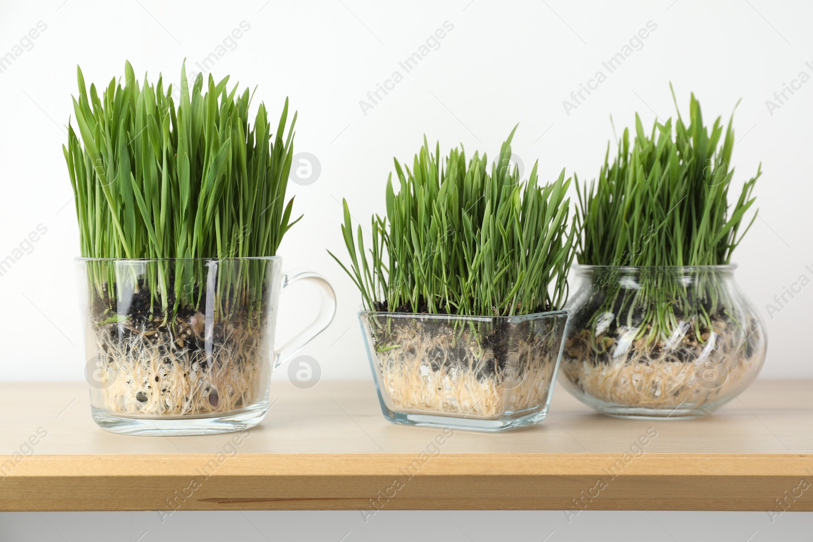 Wheat grass in transparent pots on wooden shelf near light wall, closeup Photo of Wheat grass in transparent pots on wooden shelf near light wall, closeup