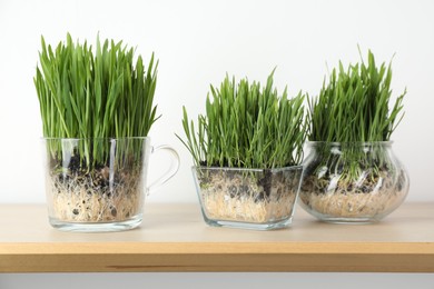 Photo of Wheat grass in transparent pots on wooden shelf near light wall, closeup