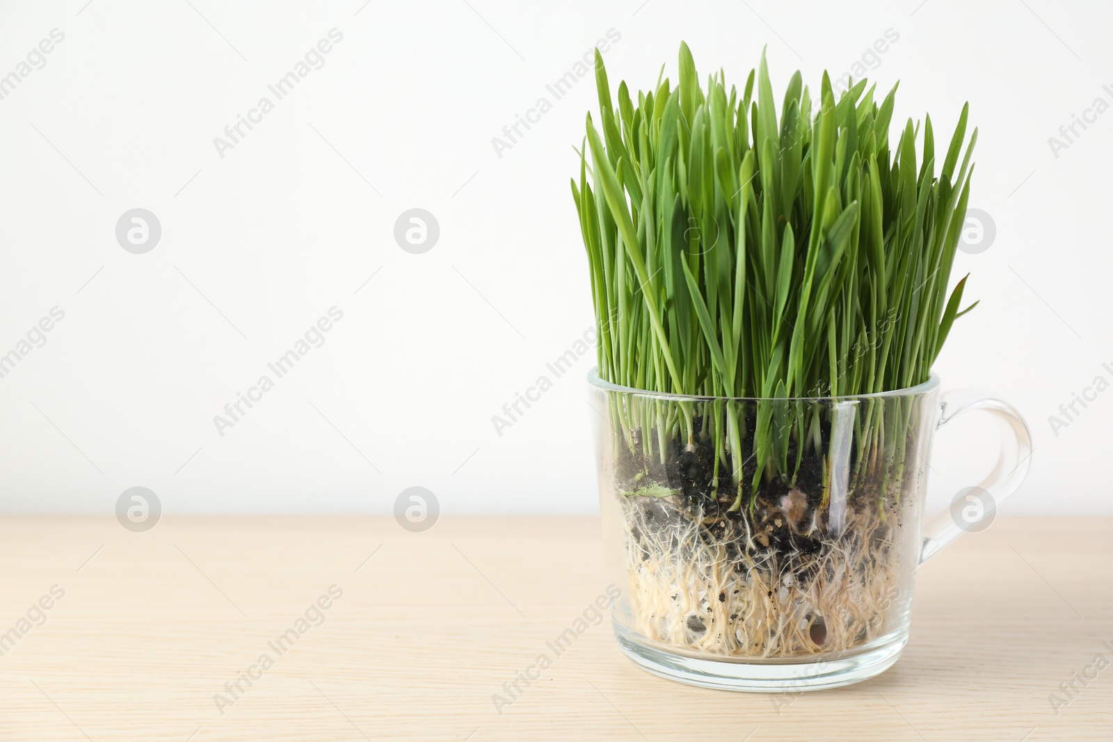Wheat grass in transparent pot on wooden table near light wall, closeup. Space for text Photo of Wheat grass in transparent pot on wooden table near light wall, closeup. Space for text