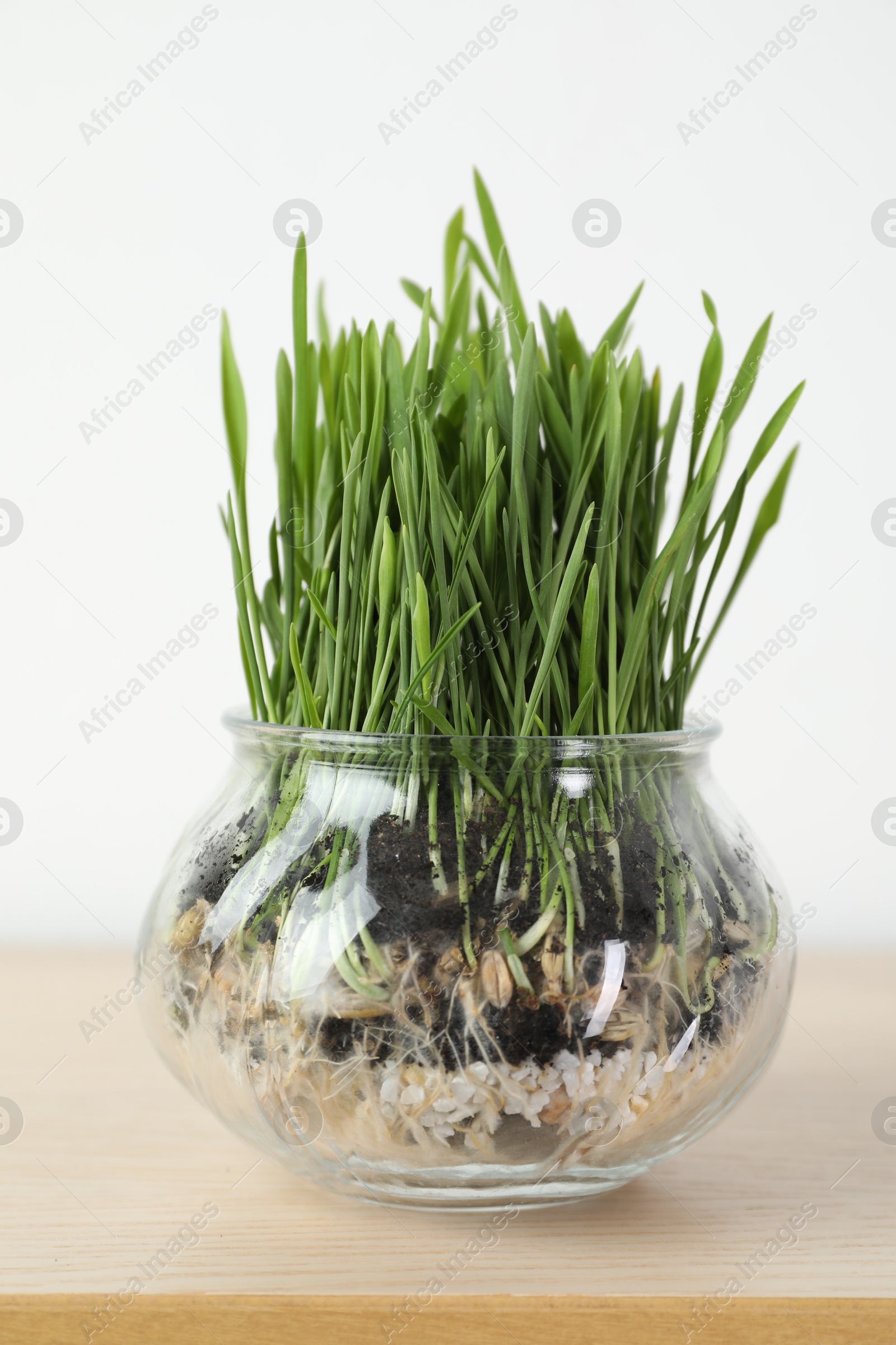 Wheat grass in transparent pot on wooden table near light wall, closeup Photo of Wheat grass in transparent pot on wooden table near light wall, closeup